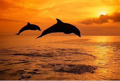 《无限试驾：太阳王冠》首年更新计划内容丰富